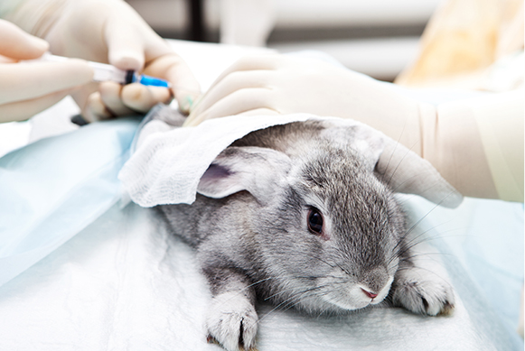 Rabbit receiving medical injection Close-up of a gray rabbit receiving an injection from a gloved veterinarian, lying on a medical sheet during a procedure.