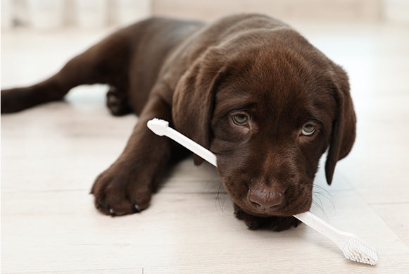 Puppy’s first dental care A sad-looking chocolate Labrador puppy lies on a light wooden floor, gently holding a white toothbrush in its mouth.