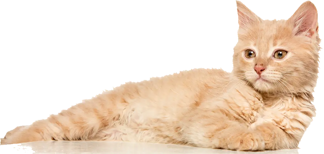 A young, fluffy light orange kitten with bright eyes lies relaxed on a surface, looking forward, isolated on white. A young, fluffy light orange kitten with bright eyes lies relaxed on a surface, looking forward, isolated on white.